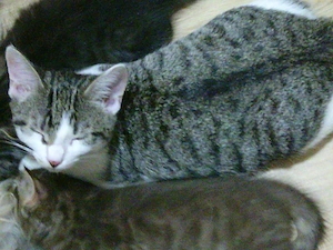 Katzenbabys suchen zu Hause 16 Wochen alt