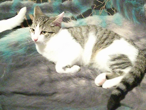 5 Katzenbabys suchen zu Hause 13 Wochen alt