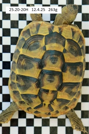 Griechischer Landschildkröten: Weibchen