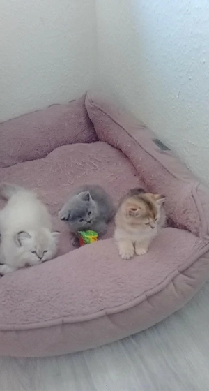 bkh blh kitten