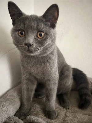 Blh Kitten