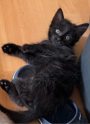  Heilige Birma Main Coon mix Mädel geimpft und gechipt abgabebereit 