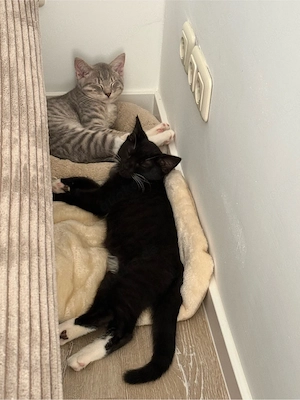 BKH Mix Kitten