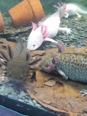 Axolotl 8 Monate alt