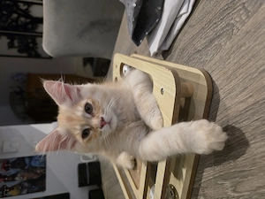 Maine Coons suchen neue Familie 