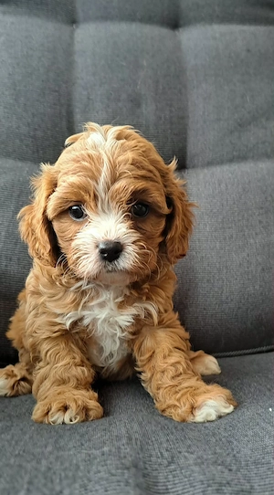 doodle,  Cavapoo, pudel , Cavalier King Charles 