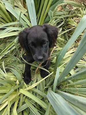 Niedliche Hundewelpen 
