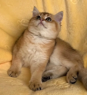 Zwei wunderschöne BKH-Mädchen suchen ein liebevolles Zuhause  Bild 2