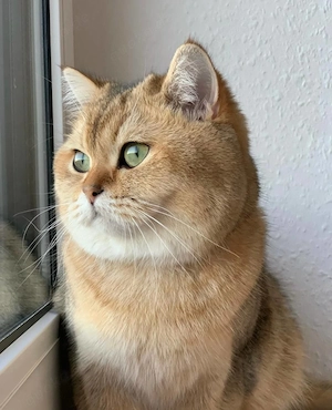  Zwei wunderschöne BKH-Mädchen suchen ein liebevolles Zuhause  Bild 4