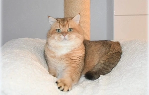  Zwei wunderschöne BKH-Mädchen suchen ein liebevolles Zuhause  Bild 5