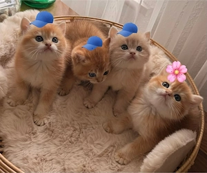 BKH BLH britisch Kurzhaar kitten Black golden Shaded ny 11 vom züchter