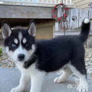 Sibirische Husky-Welpen zu verkaufen.