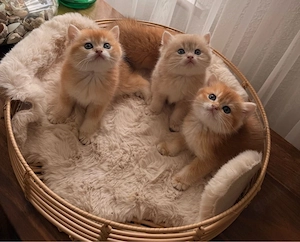 BKH BLH britisch Kurzhaar einzige junge noch frei Black golden tabby ticked ny 25 vom züchter Bild 4