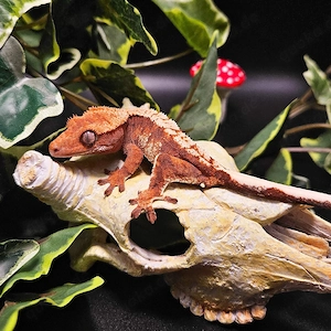 Kronengecko Nachzuchten Correlophus Ciliatus 