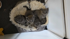 Russisch Blau-Mix Kater