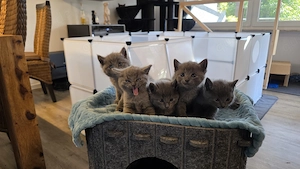 Russisch Blau-Mix Kitten