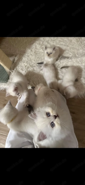 Deckkater BKH  Bild 8