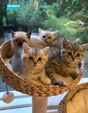 Deckkater BKH  Bild 7