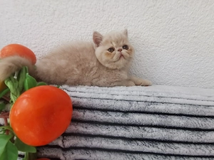 Exotic-Kurzhaar-Junge sucht liebevolles Zuhause 