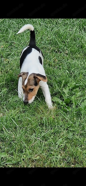Jack russell welpen