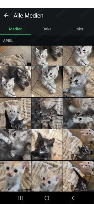 Deckkater BKH  Bild 9