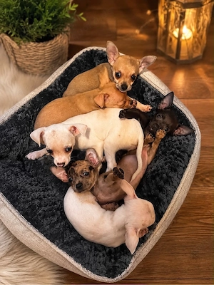 Chihuahua Welpen kurzhaar 
