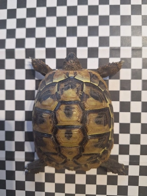 Griechische Landschildkröten Testudo Hermanni 