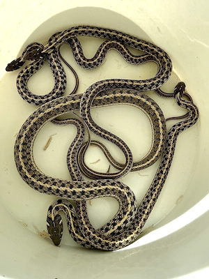 Gebe 3,1 Thamnophis marcianus NZ 2023 ab