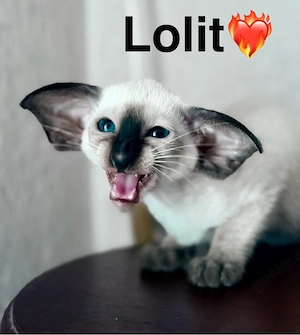 Orientalisch Kurzhaar  Siam Edel Kitten