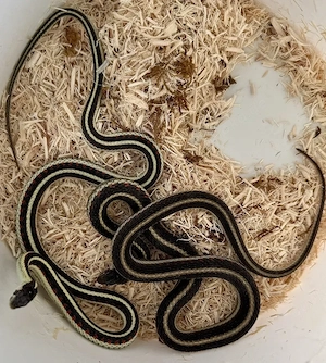 1,1 Thamnophis sirtalis fitchi NZ2025 abzugeben