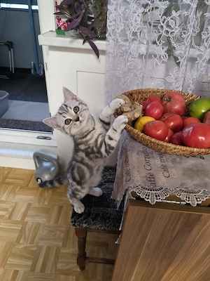 Bkh kitten wiskas  