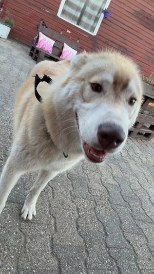 Siberian Husky sucht liebevolles Zuhause