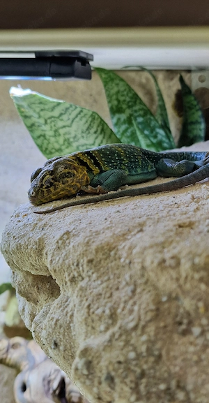 1.1 Crotaphytus Collaris Wichita Mountains