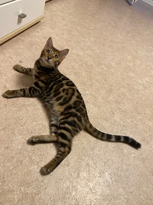 Bengal Kater Aslan