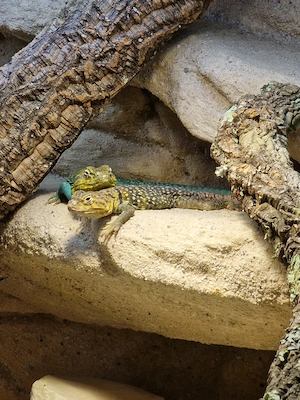 1.1 Crotaphytus Collaris Wichita Mountains Bild 5