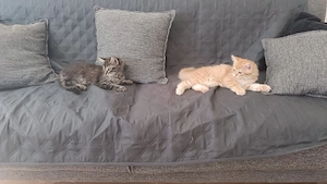 4x wunderschönes Katzen suchen neue Zuhause 