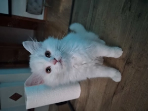 Traumhafte weiße Katzenbabys abzugeben