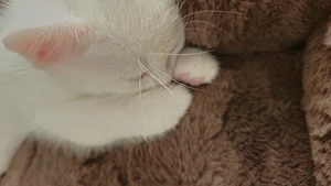 Bkh Mix kitten W sucht neues zuhause