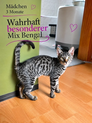 Bengal-Mix Kitten