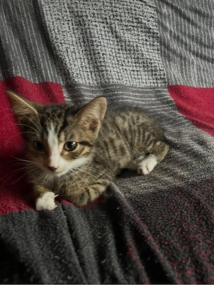 Babykatzen 