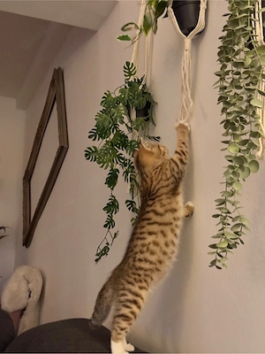 BKH Kitten Abgabebereit 