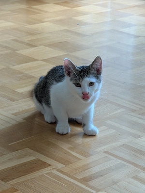 Kater sucht
