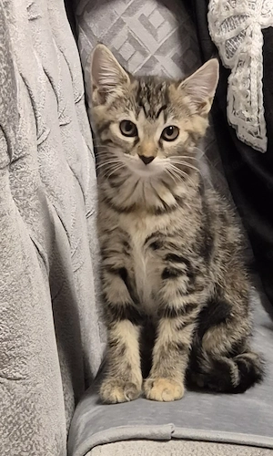 Katzenbaby   sucht ein liebevolles neues Zuhause
