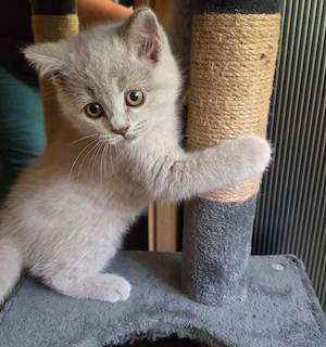 BKH Kitten  1 Mädchen, 4 Jungen