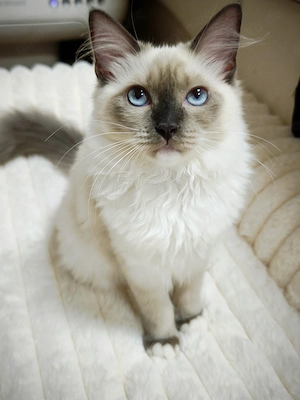 Ragdoll reinrassige Luxus Kätzchen mit Blaue Augen - sofort abgabebereit