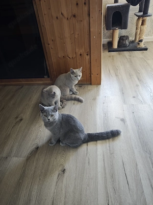 BKH Kitten 
