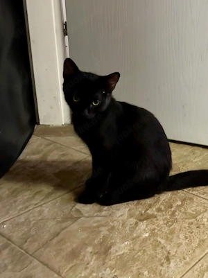 Schmusebacke Jasper sucht sein Zuhause  Bild 5