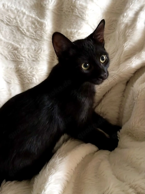Schmusebacke Jasper sucht sein Zuhause 