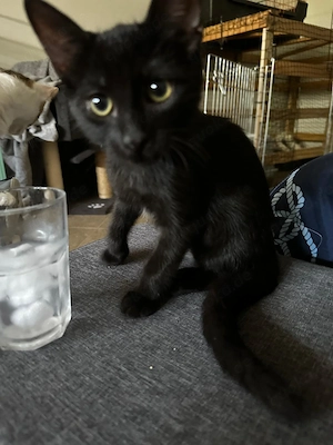 Schmusebacke Jasper sucht sein Zuhause  Bild 4