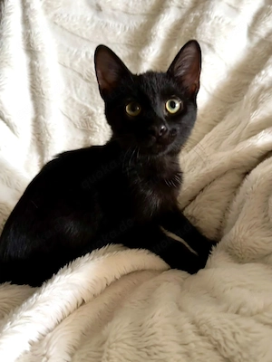 Schmusebacke Jasper sucht sein Zuhause  Bild 6